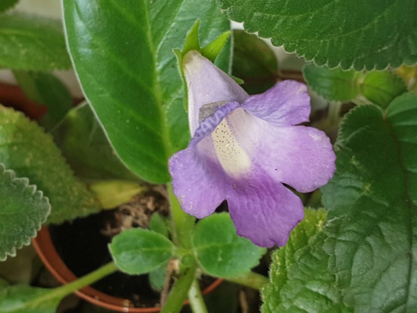 Baby Blues - Sinningia 2019