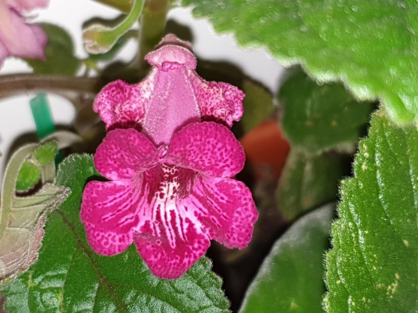 Isa_s Gorgeous - Sinningia 2019