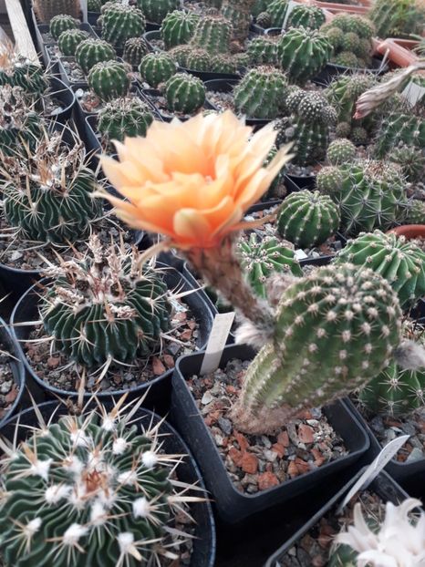 Echinopsis hibrid A61 Aphrodite - Cactusi înfloriti 2019
