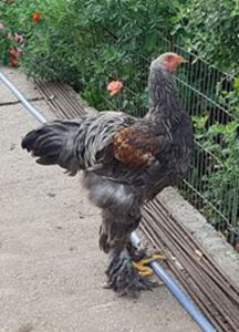  - a__Pui si tineret brahma 2019