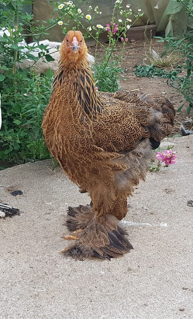  - a__Pui si tineret brahma 2019