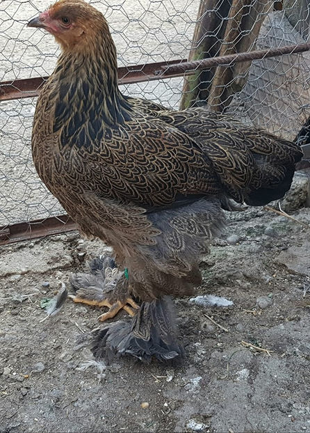  - a__Pui si tineret brahma 2019