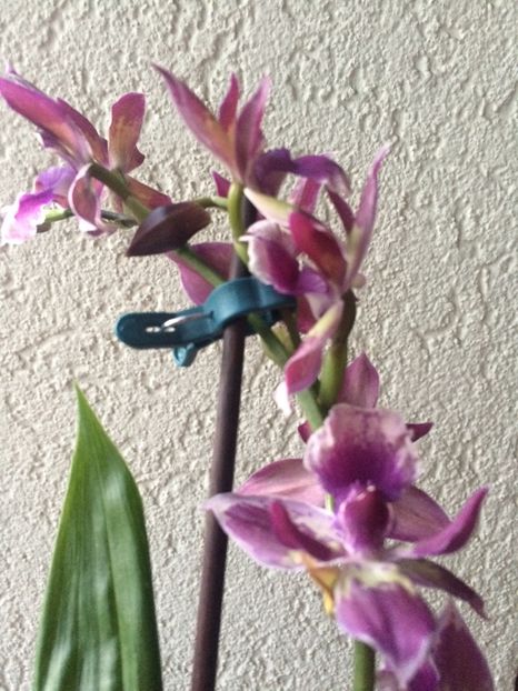 2.08.2019 - 9-Orchideele mele