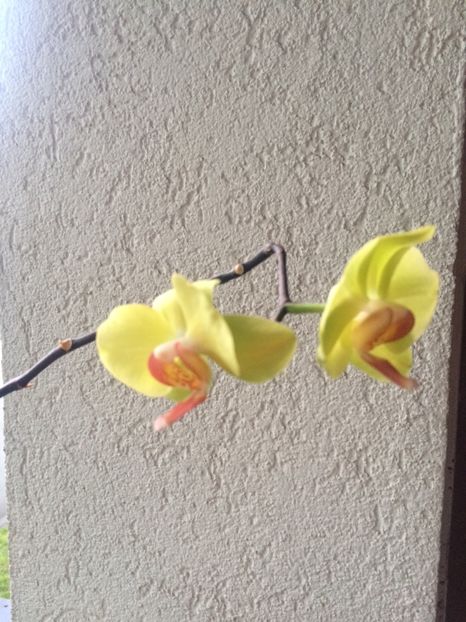 2.08.2019 - 9-Orchideele mele