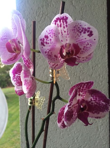 2.08.2019 - 9-Orchideele mele