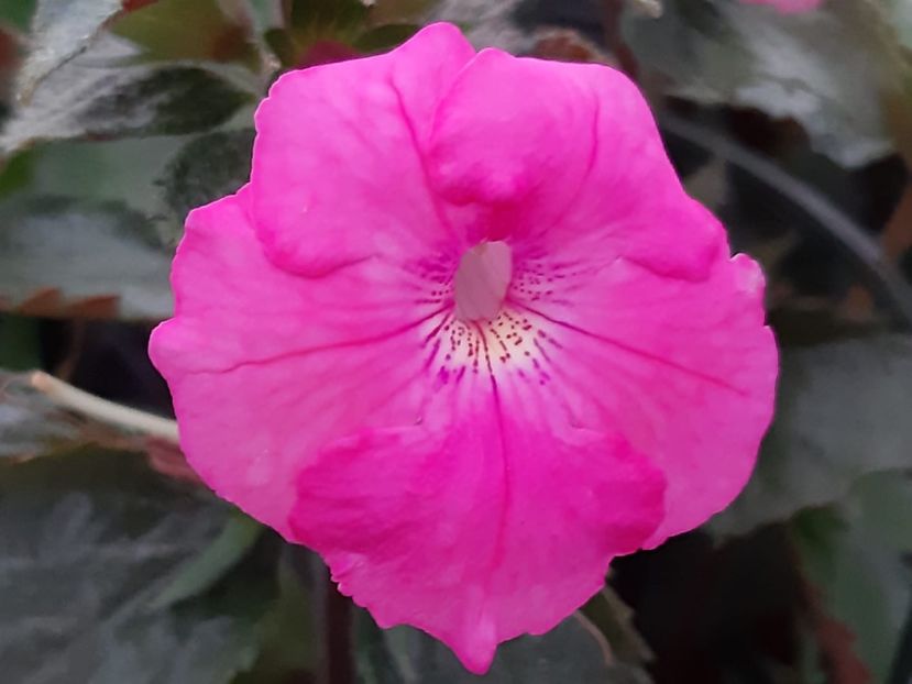 BriD’s Shania - Achi din semințe BriDs 2018