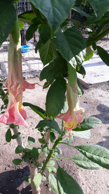  - Brugmansii!