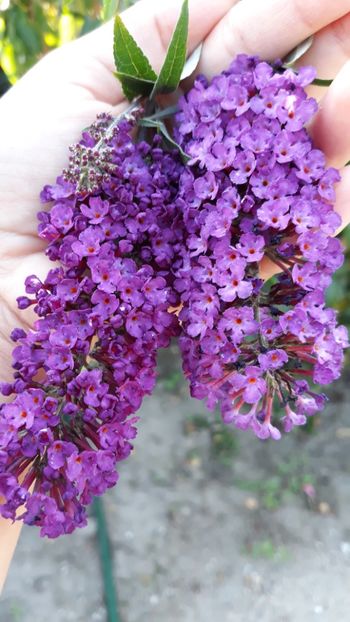  - Budhellia