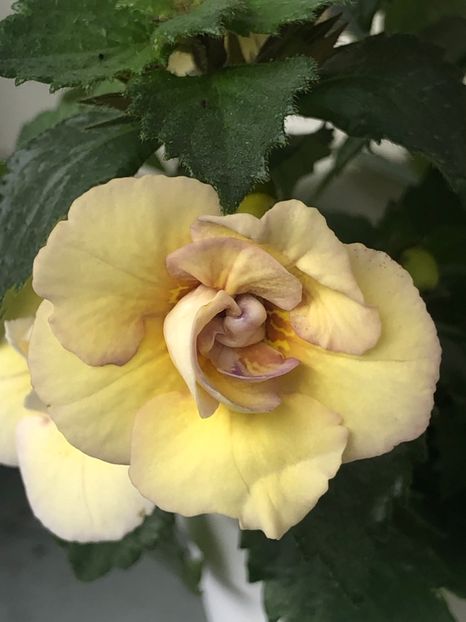 7E7E250A-D690-42C3-A532-45D2054ED538 - Lena Vera - S Saliba