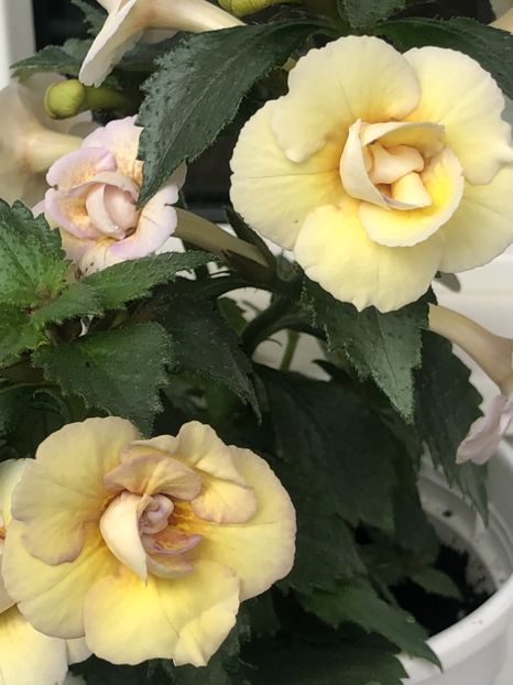 C12E83C3-0193-4ED1-BA84-709713FBD75F - Lena Vera - S Saliba