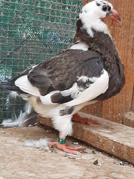 AGH - Tineret AGH 2019