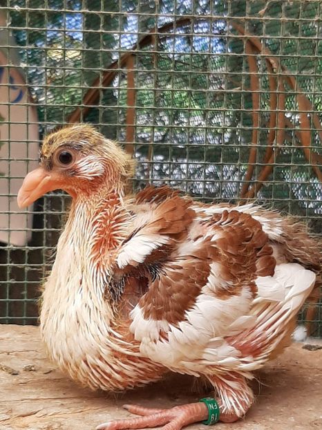 AGH - Tineret AGH 2019