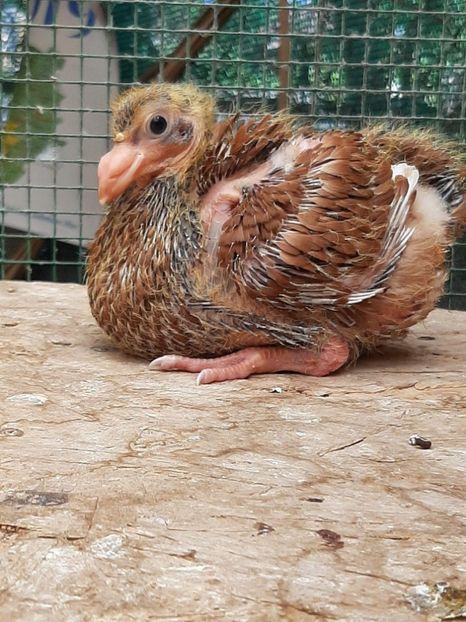 AGH - Tineret AGH 2019