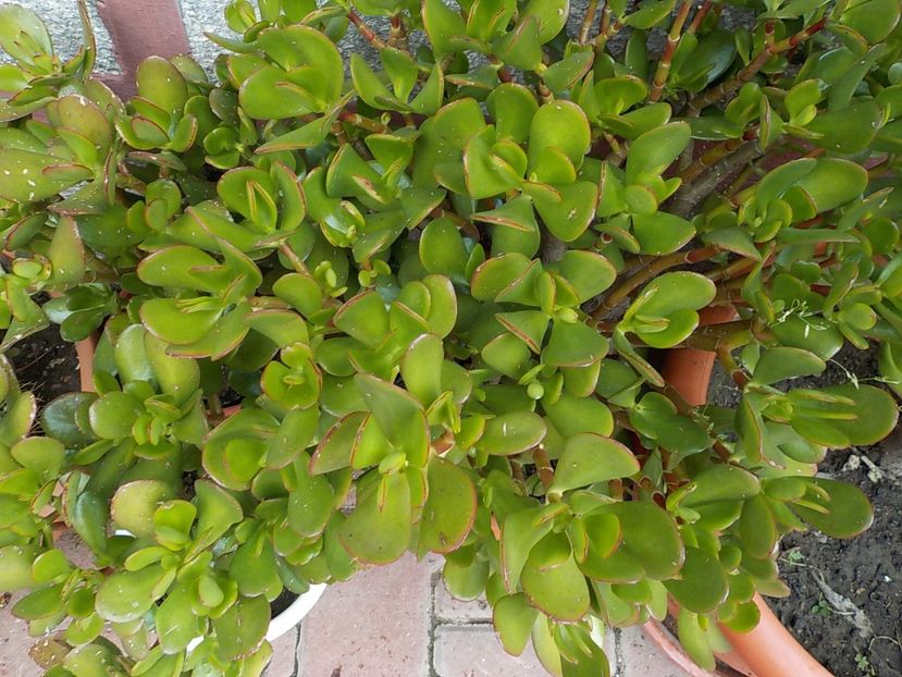  - crassula ovata