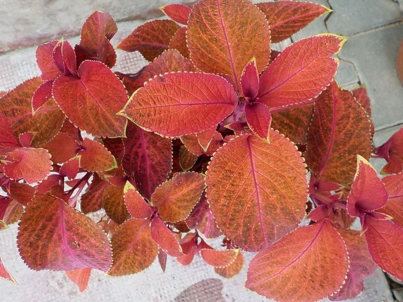  - coleus
