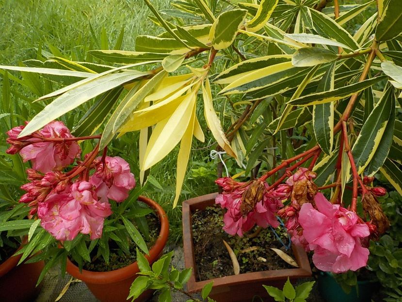  - variegat nr 24