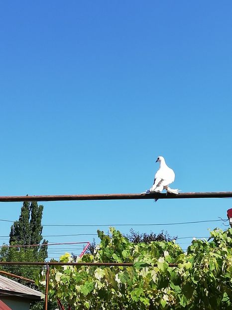  - De vânzare Zburători Încălțați de Budapesta