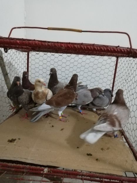  - Porumbei Gutani Pui 2019