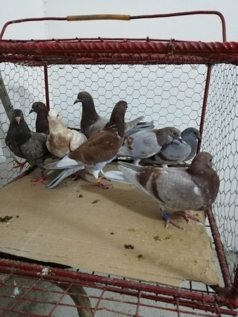  - Porumbei Gutani Pui 2019