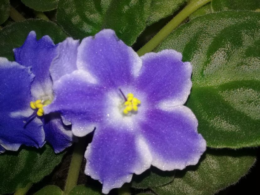  - Alte flori