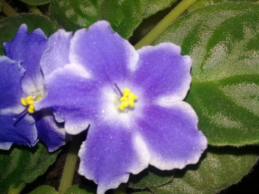 - Alte flori