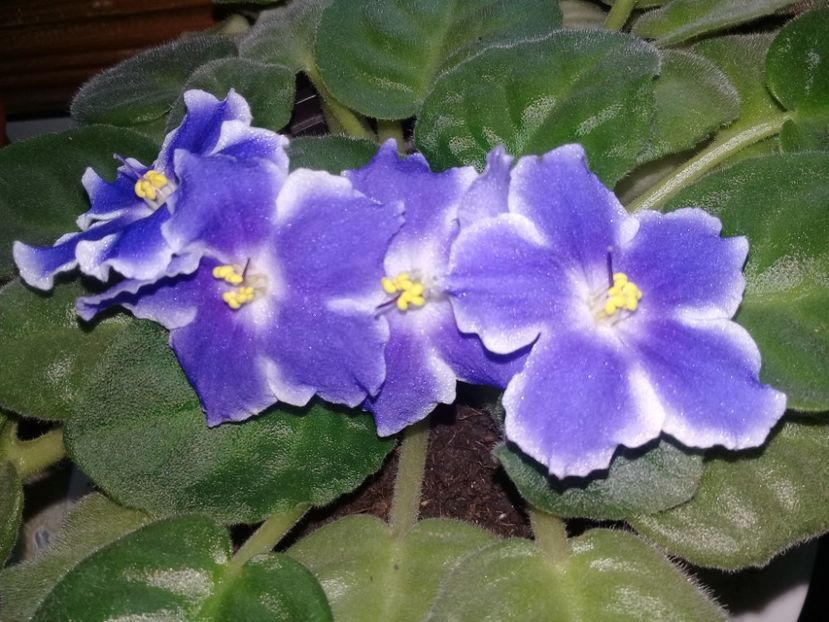  - Alte flori