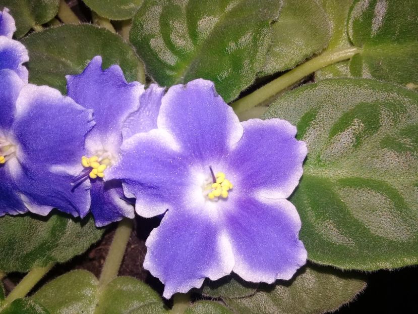  - Alte flori