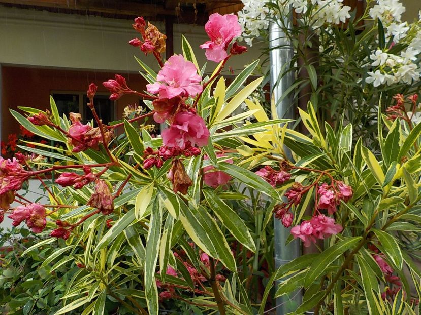  - variegat nr 24