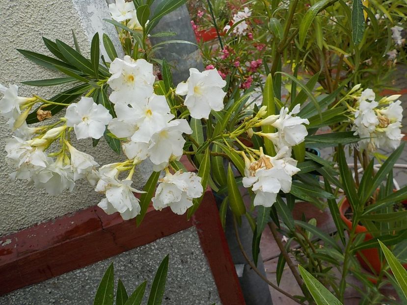  - mont blanc leandru nr 22