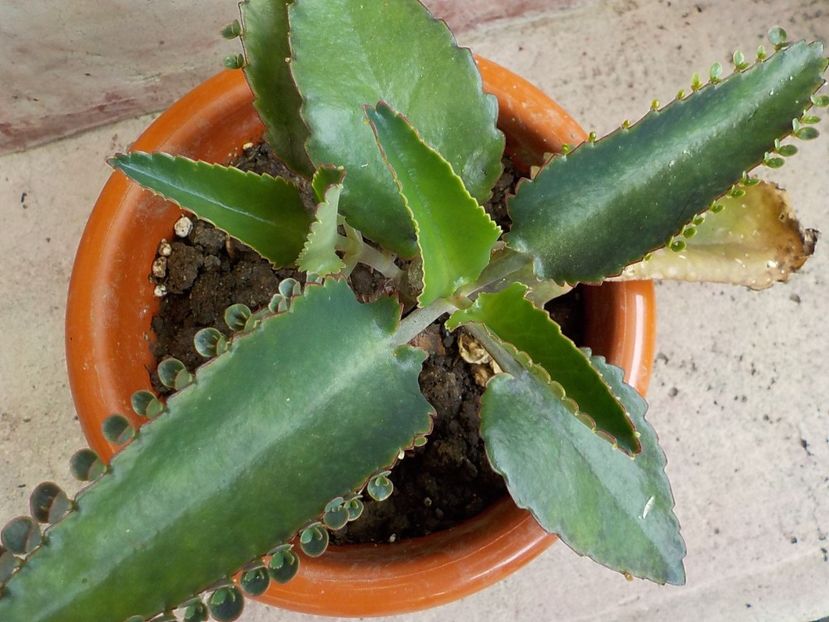  - kalanchoe daigremoniana