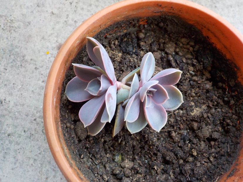  - echeveria perle von nurnberg