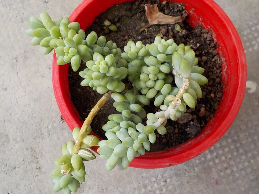  - sedum burito