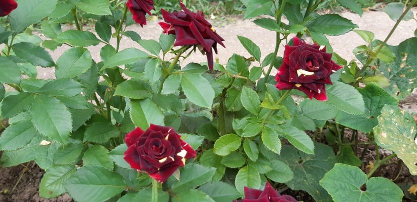 Trandafir hocus pocus - Plantele mele 2019