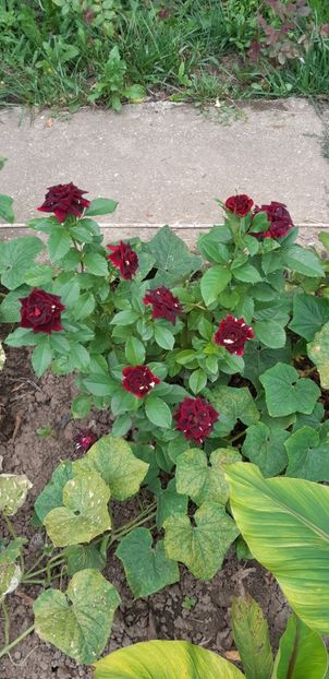 Trandafir hocus pocus - Plantele mele 2019