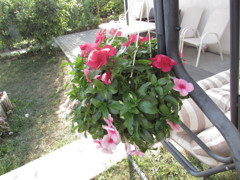  - A A Flori de gradina 3