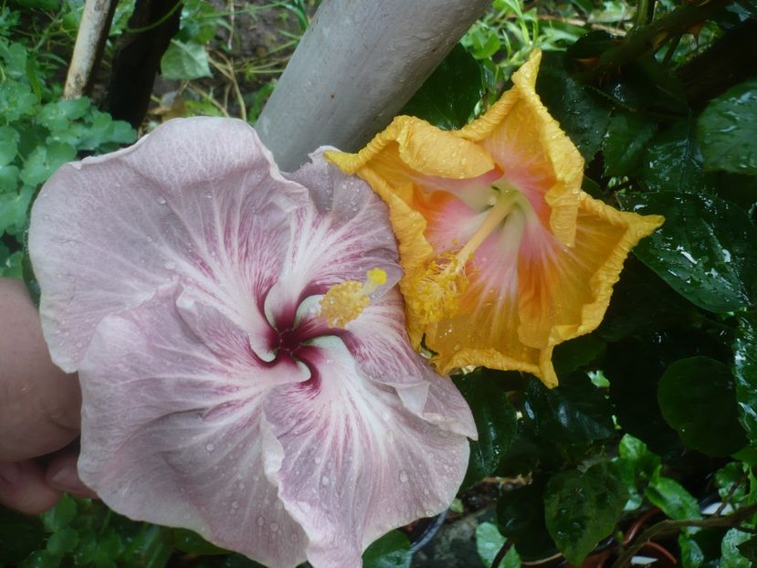 P1420386 - HIBISCUSI 2019-2