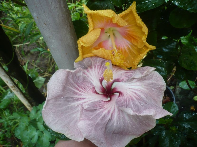 P1420387 - HIBISCUSI 2019-2
