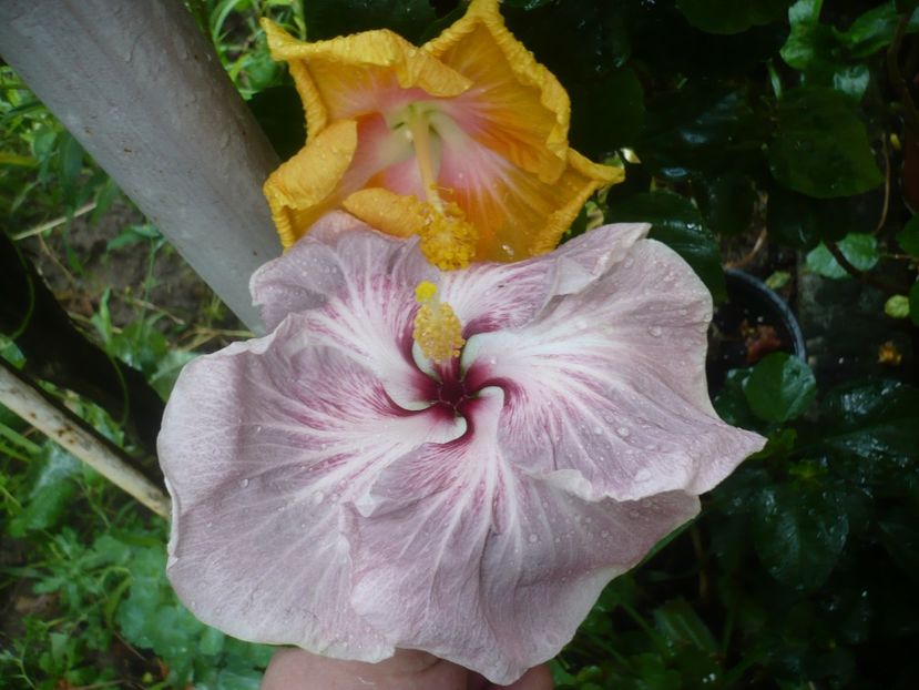 P1420388 - HIBISCUSI 2019-2