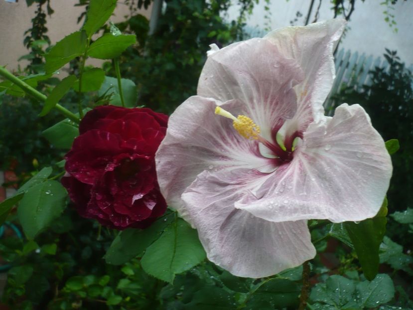P1420389 - HIBISCUSI 2019-2