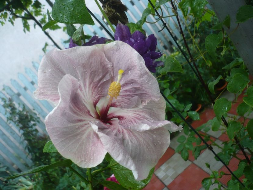 P1420391 - HIBISCUSI 2019-2