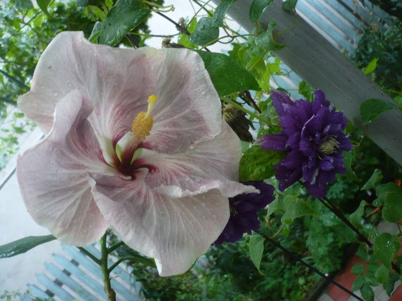 P1420393 - HIBISCUSI 2019-2