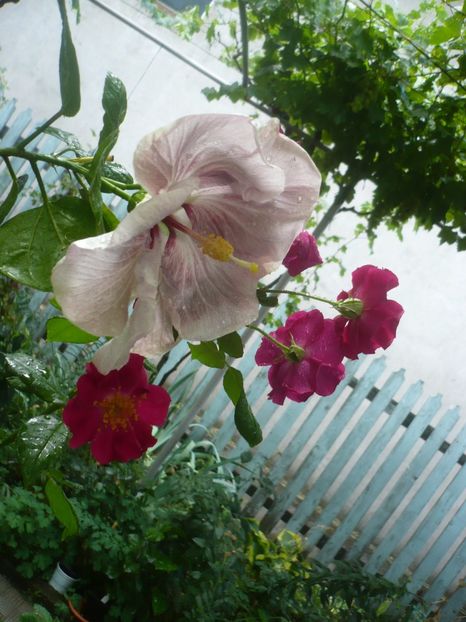 P1420396 - HIBISCUSI 2019-2