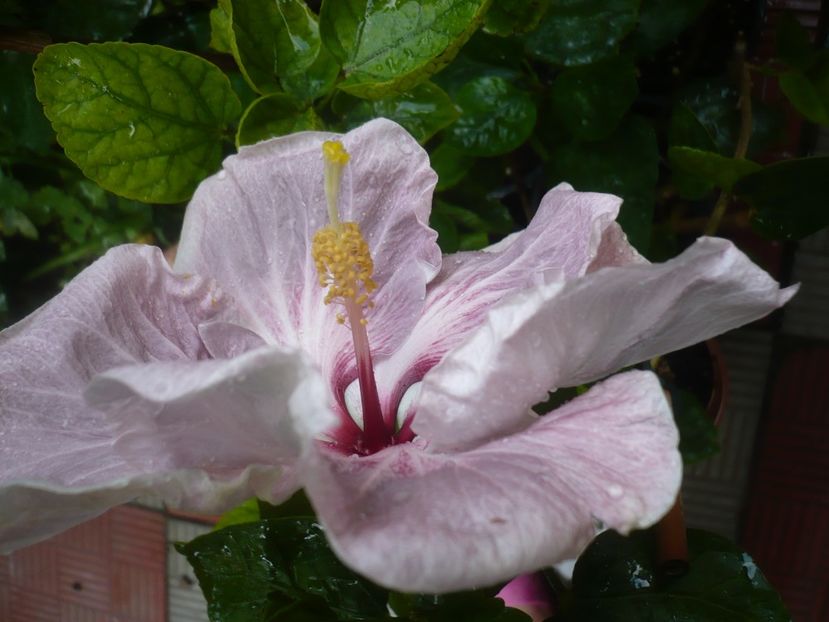 P1420397 - HIBISCUSI 2019-2