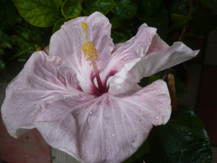 P1420398 - HIBISCUSI 2019-2