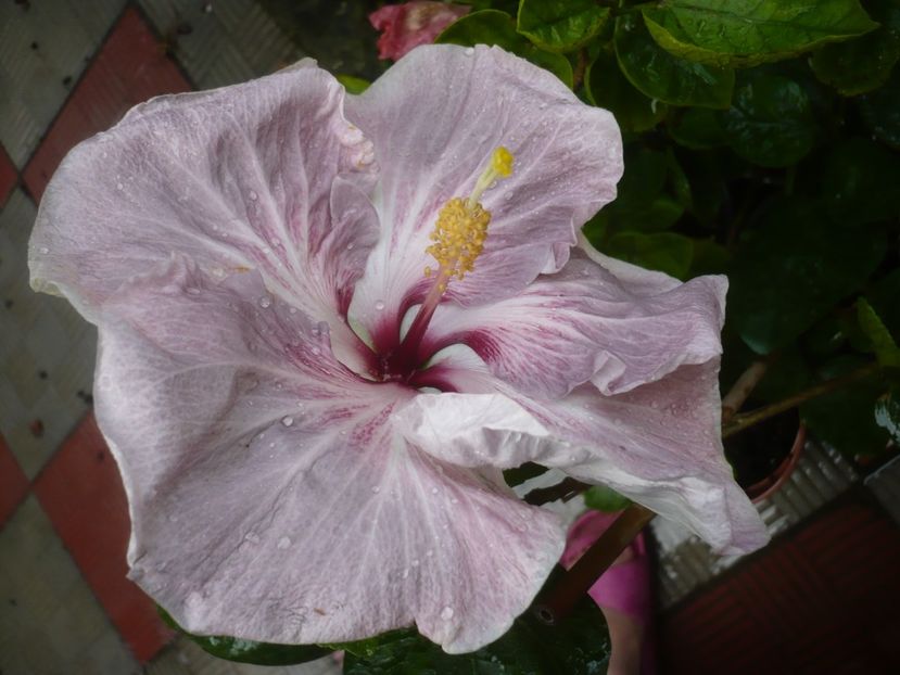 P1420399 - HIBISCUSI 2019-2
