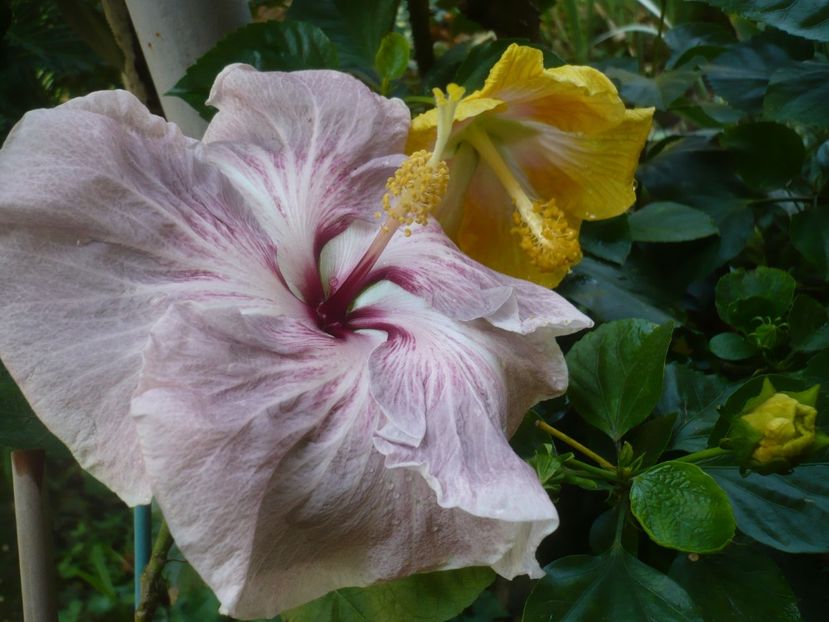 P1420400 - HIBISCUSI 2019-2