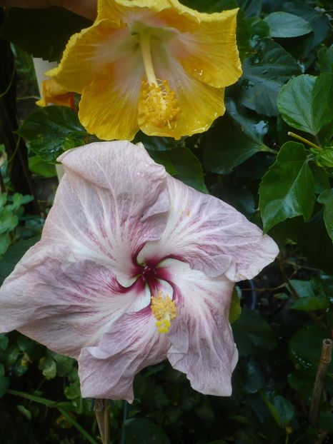 P1420401 - HIBISCUSI 2019-2
