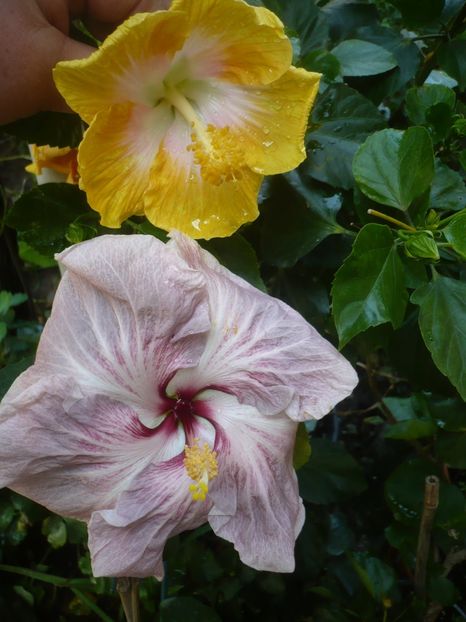 P1420402 - HIBISCUSI 2019-2