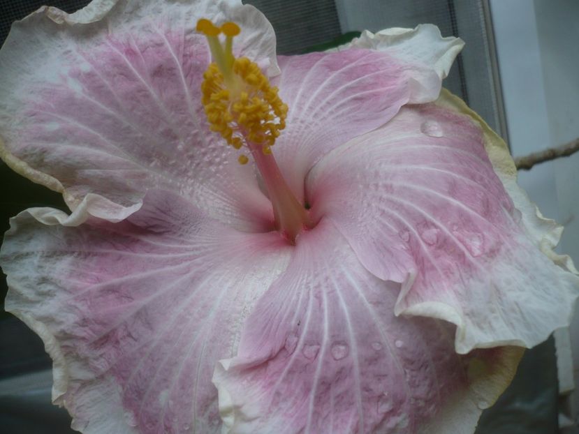 P1420403 - HIBISCUSI 2019-2
