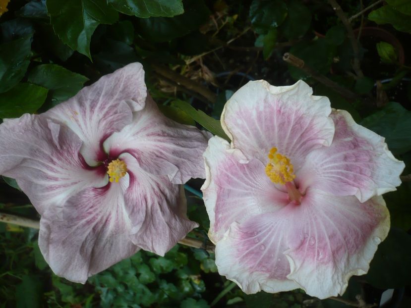 P1420404 - HIBISCUSI 2019-2